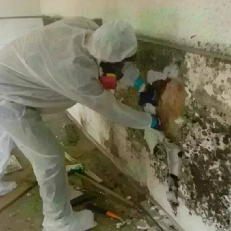 Mold Remediation and Removal in Manitou Springs, CO